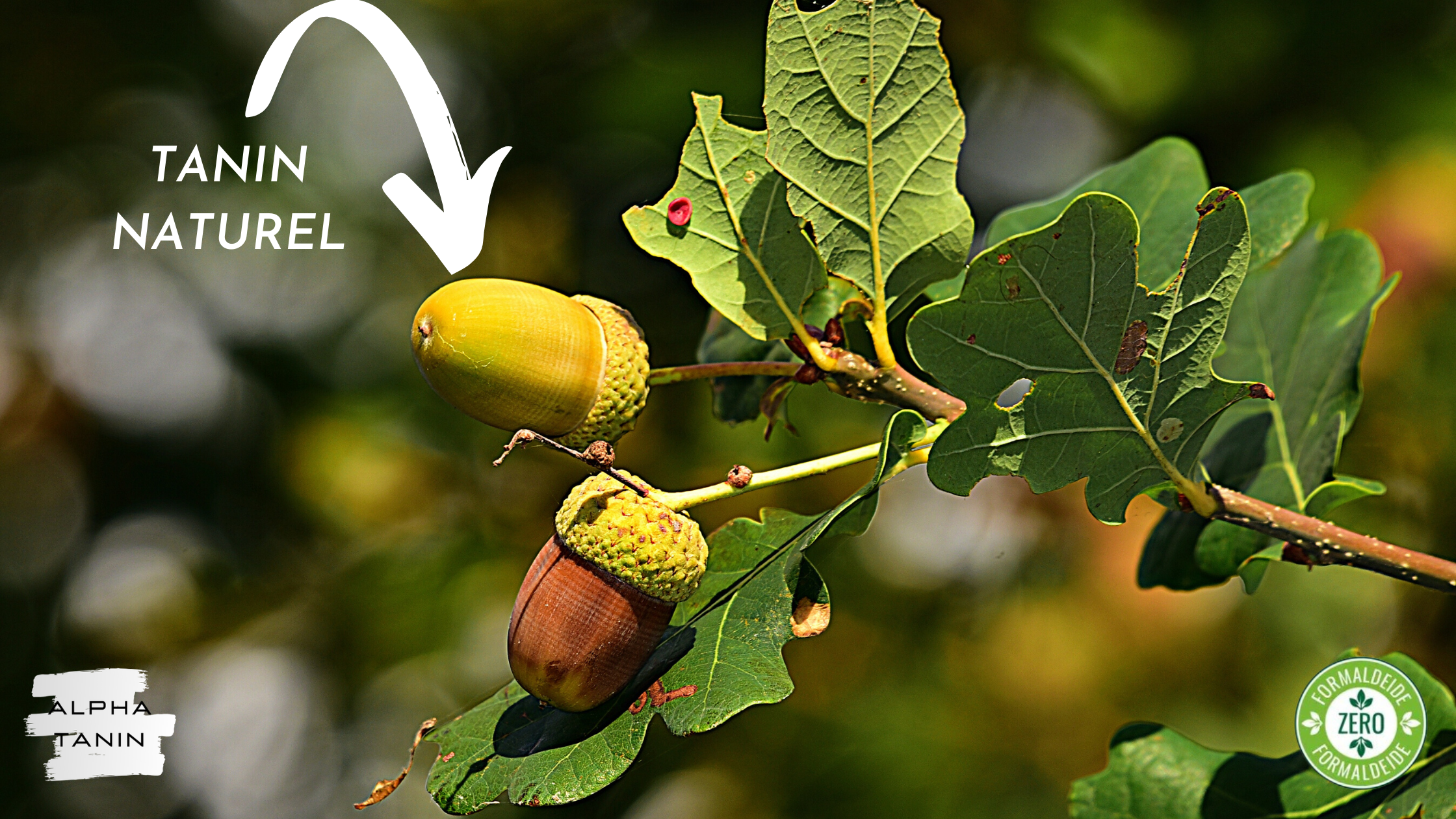La thérapie par le Tanin, la nature au service de vos cheveux.