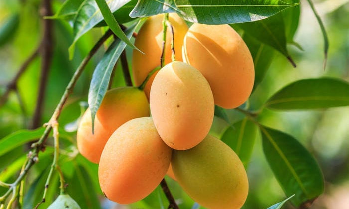 Astuces beauté : Le Beurre de Mangue, un bienfait pour vos cheveux