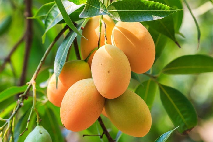 Astuces beauté : Le Beurre de Mangue, un bienfait pour vos cheveux